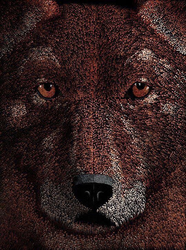 Dingo In The Darkness POSTER Prints